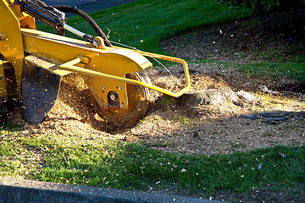 Tree Root Removal in Afton, MN